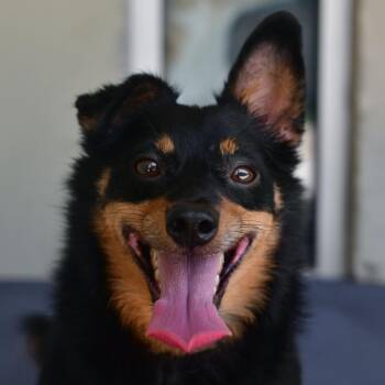 CHOP -  Rat Terrier Dog for Adoption in Ottawa, Kansas - CHOP | PetCurious