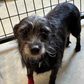 Leda -  Chihuahua and Brussels Griffon Dog for Adoption in Blue Earth, Minnesota - Leda | PetCurious