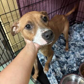 Mixed Breed Dogs Available for Adoption in Memphis, Tennessee - Mempho | PetCurious