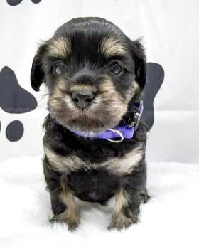 Maltese and Poodle Dogs Available for Adoption in Corona, California - Havana | PetCurious