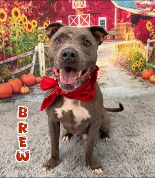Brew -  Mixed Breed Dog for Adoption in Flint, Michigan - Brew | PetCurious