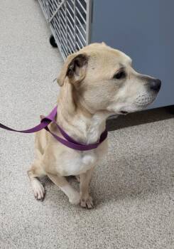 Zeus2 -  Mixed Breed Dog for Adoption in Medford, Wisconsin - Zeus2 | PetCurious