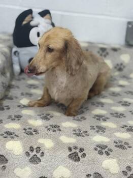 Frankie -  Dachshund Dog for Adoption in York, South Carolina - Frankie | PetCurious