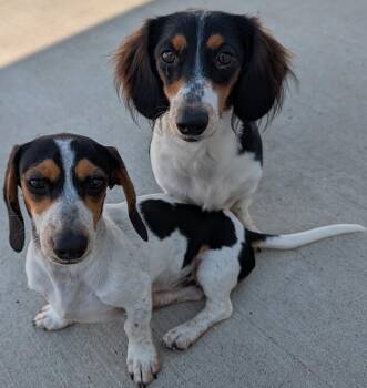 Dolly and Patsy in TN -  Dachshund Dog for Adoption in Shelbyville, Tennessee - Dolly And Patsy In TN | PetCurious