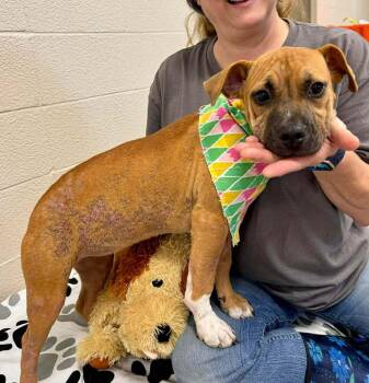 Mixed Breed Dogs Available for Adoption in Scott, Louisiana - Pollie | PetCurious