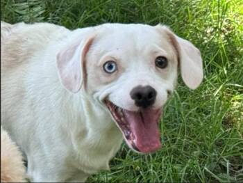 LOVE-A-LOT BEAR -  Beagle and French Bulldog Dog for Adoption in Aurora, Illinois - LOVE-A-LOT BEAR | PetCurious