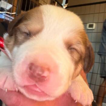 Droolius Ceasar -  Hound Dog for Adoption in Greenfield, Indiana - Droolius Ceasar | PetCurious