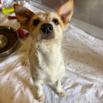 Mary -  Terrier and Mixed Breed Dog for Adoption in Wilmington, Delaware - Mary | PetCurious