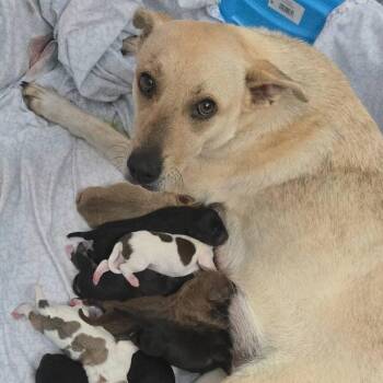 Mixed Breed Dogs Available for Adoption in Myrtle Beach, South Carolina - Belle | PetCurious