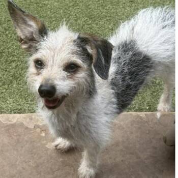 JACKSON BROWNE -  Terrier Dog for Adoption in Houston, Texas - JACKSON BROWNE | PetCurious