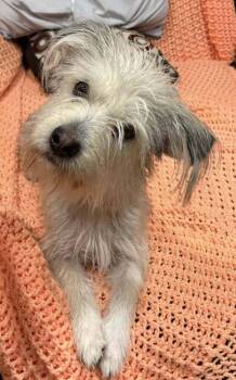 Lobu -  Basset Hound and Terrier Dog for Adoption in Minneapolis, Minnesota - Lobu | PetCurious