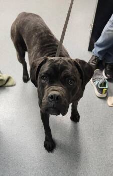 Boxer and Mixed Breed Dogs Available for Adoption - Penny | PetCurious
