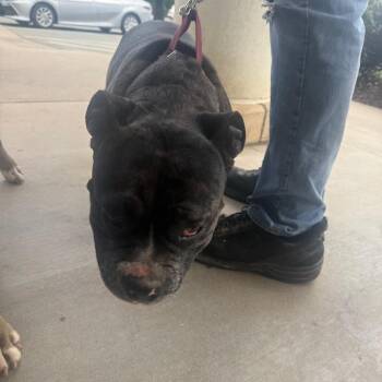 Chai -  Mixed Breed Dog Available for Adoption in Winston-salem, North Carolina - Chai | PetCurious