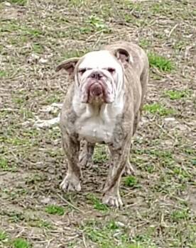 Bruno -  English Bulldog Dog for Adoption in Columbia, Tennessee - Bruno | PetCurious