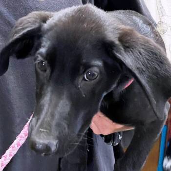 Rescue Black Labrador Retriever Dogs for Adoption in Pagosa Springs, Colorado - Quartz | PetCurious