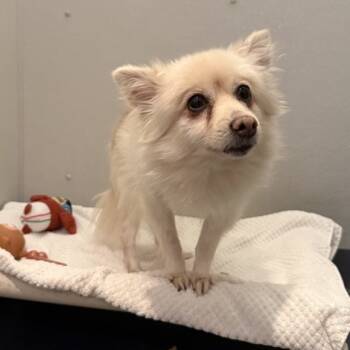 Rescue Mixed Breed Dogs for Adoption in New York, New York - Fluffer Nutter | PetCurious