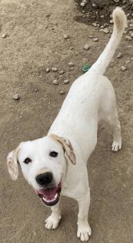 Scotty -  Labrador Retriever and Hound Dog for Adoption in Russiaville, Indiana - Scotty | PetCurious