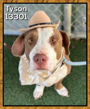 Rescue American Staffordshire Terrier and Basset Hound Dogs for Adoption in Marietta, Georgia - TYSON | PetCurious