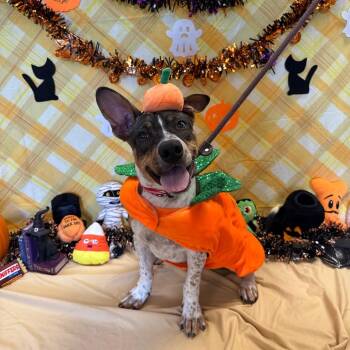 Bosco -  Cattle Dog Dog for Adoption in Goleta, California - Bosco | PetCurious