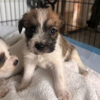 Jimmy -  Terrier and Border Terrier Dog for Adoption in San Diego, California - Jimmy | PetCurious