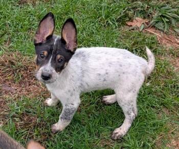 Australian Cattle Dog Blue Heeler Dogs Available for Adoption - Charleston | PetCurious