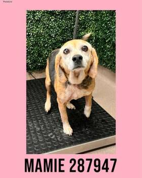 Beagle and Mixed Breed Dogs Available for Adoption - MAMIE | PetCurious