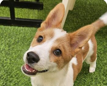 Corgi and Jindo Dogs Available for Adoption - Mion | PetCurious