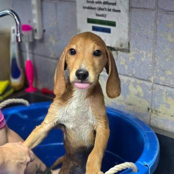Slugger -  Hound and Mixed Breed Dog for Adoption in Huntsville, Alabama - Slugger | PetCurious