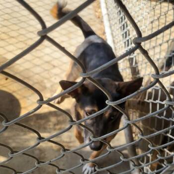 Rescue Mixed Breed Dogs for Adoption in Gadsden, Alabama - ELM 70 | PetCurious