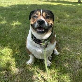 Woody -  Mixed Breed Dog for Adoption in Worcester, Massachusetts - Woody | PetCurious
