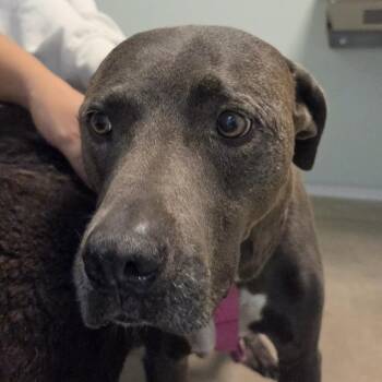 Eve -  Mixed Breed Dog for Adoption in Leander, Texas - Eve | PetCurious