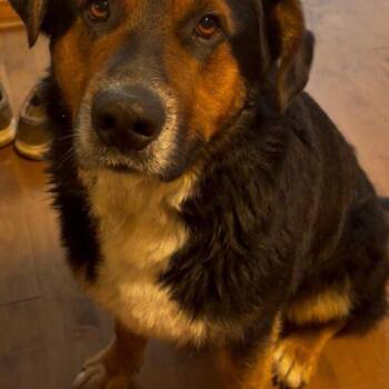Rosco -  Bernese Mountain Dog and German Shepherd Dog Dog for Adoption in Vienna, Ontario - Rosco | PetCurious