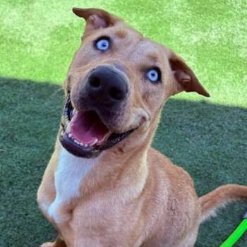 Goldie -  Catahoula Leopard Dog and Pit Bull Terrier Dog for Adoption in Center Point, Texas - Goldie | PetCurious