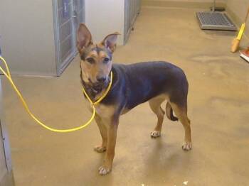 German Shepherd Dog and Mixed Breed Dogs Available for Adoption - ZUMI | PetCurious