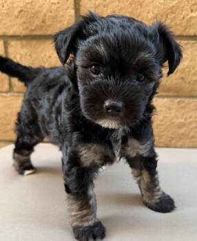 Mindy -  Havanese and Miniature Poodle Dog for Adoption in Newport Beach, California - Mindy | PetCurious