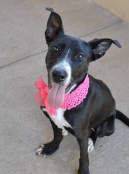 Potion (In Foster) -  Border Collie Dog for Adoption in Mckinney, Texas - Potion (In Foster) | PetCurious