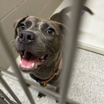 Gracie -  Pit Bull Terrier Dog for Adoption in Carlyle, Illinois - Gracie | PetCurious