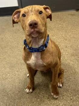 Scuba -  Pit Bull Terrier Dog for Adoption in Cleveland, Ohio - Scuba | PetCurious