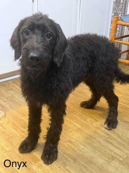 Onyx AA in MS -  Labrador Retriever and Standard Poodle Dog for Adoption in Warwick, Rhode Island - Onyx AA In MS | PetCurious