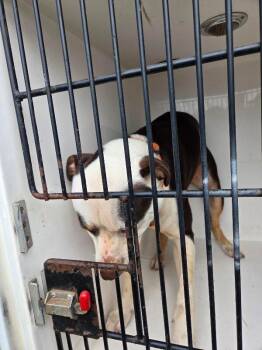 Vaedrex -  Mixed Breed Dog for Adoption in Mobile, Alabama - Vaedrex | PetCurious