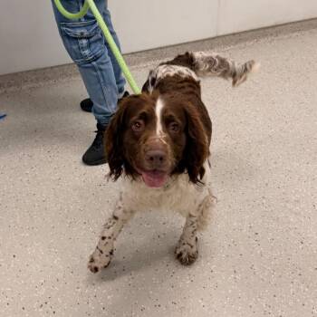 English Springer Spaniel Dogs Available for Adoption in Indianapolis, Indiana - Hopper | PetCurious