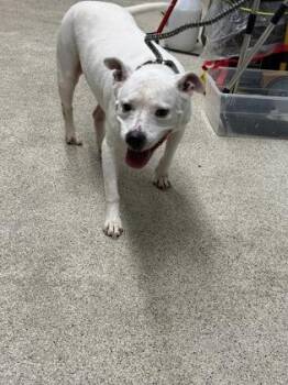 Mixed Breed Dogs Available for Adoption in Lafayette, Indiana - S`more | PetCurious