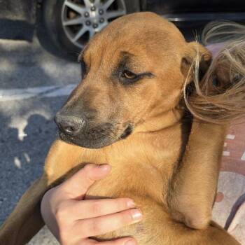 Rhodesian Ridgeback Dogs Available for Adoption in Blue Springs, Missouri - May | PetCurious