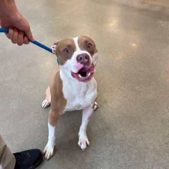 YORK-Stray-16414 -  Pit Bull Terrier Dog for Adoption in York, Pennsylvania - YORK-Stray-16414 | PetCurious