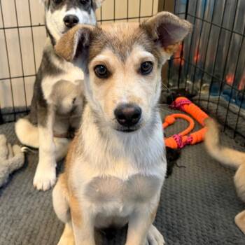Dorito -  Husky and Mixed Breed Dog for Adoption in Flagstaff, Arizona - Dorito | PetCurious
