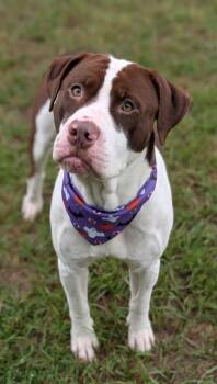 Tucker -  Pit Bull Terrier Dog for Adoption in Gulfport, Mississippi - Tucker | PetCurious
