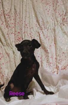 Rescue Mixed Breed Dogs for Adoption in Leander, Texas - Reese | PetCurious