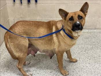 Rescue Australian Cattle Dog Blue Heeler and Mixed Breed Dogs for Adoption in Conroe, Texas - LULU | PetCurious