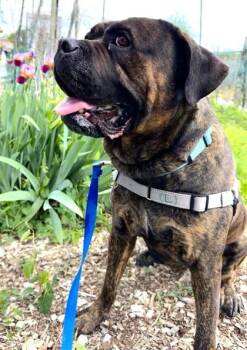 Mastiff and Mixed Breed Dogs Available for Adoption - Chi Chi | PetCurious