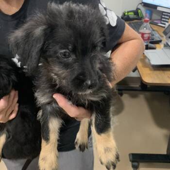 PADDINGTON -  Mixed Breed and Yorkshire Terrier Dog for Adoption in Buchanan Dam, Texas - PADDINGTON | PetCurious